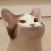 Avatar del usuario